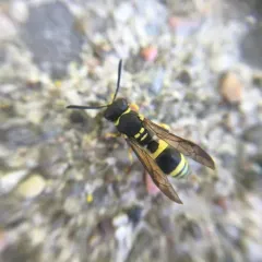 European tube wasp thumbnail 3