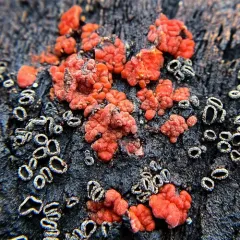 Red Tree Brain Fungus thumbnail 2