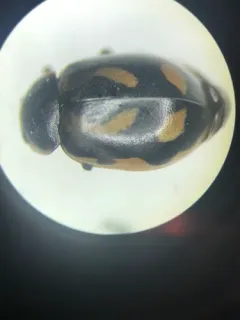 Hippodamia arctica thumbnail 2