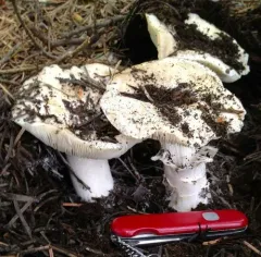 Tricholoma vernaticum thumbnail 2