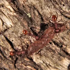 Tennessee Collared Ant thumbnail 2
