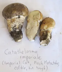 imperial mushroom thumbnail 1