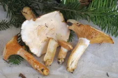 Hygrophorus saxatilis thumbnail 3