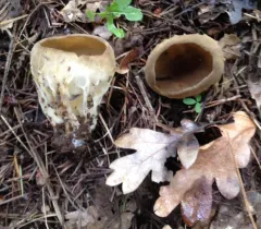 Vinegar Cup thumbnail 2