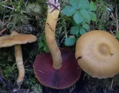 Cortinarius ominosus thumbnail 2