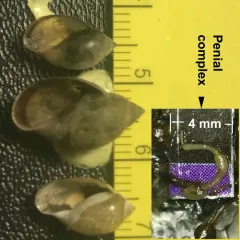 Tadpole Physa thumbnail 3