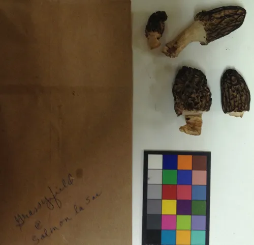 Morchella brunnea