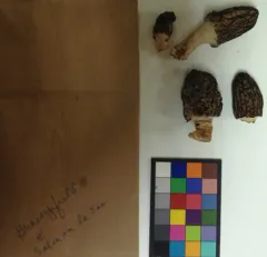 Morchella brunnea thumbnail 1