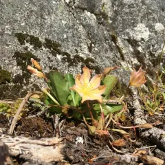 Tweedy's lewisia thumbnail 4