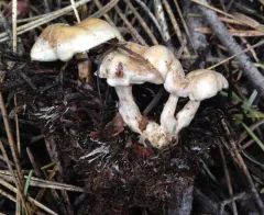 Clitocybe albirhiza thumbnail 2
