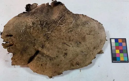 Sarcodon calvatus