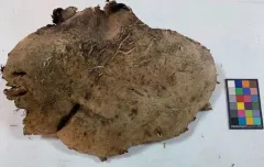 Sarcodon calvatus thumbnail 1