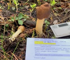 conic morel thumbnail 1