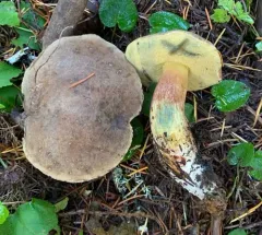 Xerocomellus mendocinensis thumbnail 3