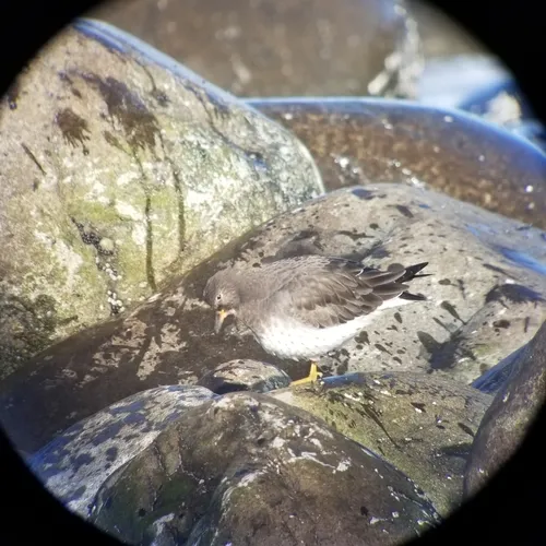 Surfbird
