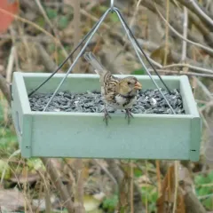 Harris's Sparrow thumbnail 3
