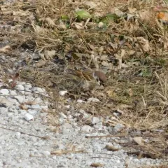 Eurasian Tree Sparrow thumbnail 1