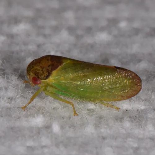 oak leafhopper