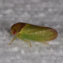 oak leafhopper thumbnail 1