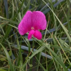 broad-leaved sweet pea thumbnail 4
