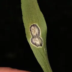 Carbonifera goldenrod gall midge thumbnail 4