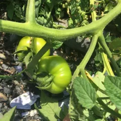 tomato thumbnail 2