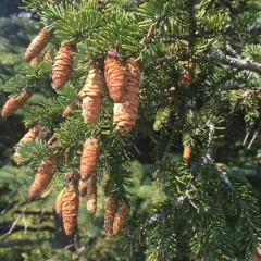 white spruce thumbnail 4