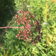 water hemlock thumbnail 4