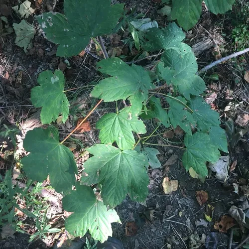 sycamore maple