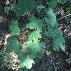 sycamore maple thumbnail 1