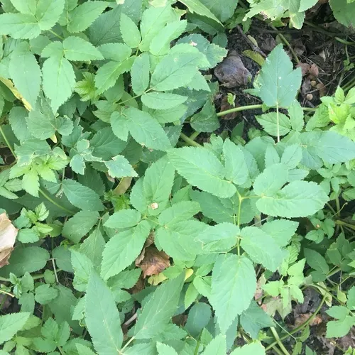 Goutweed