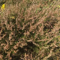 common heather thumbnail 3