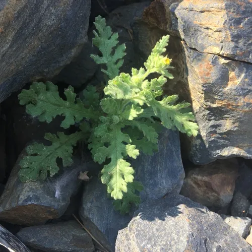 Sticky Groundsel