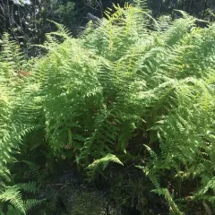hay-scented fern thumbnail 4