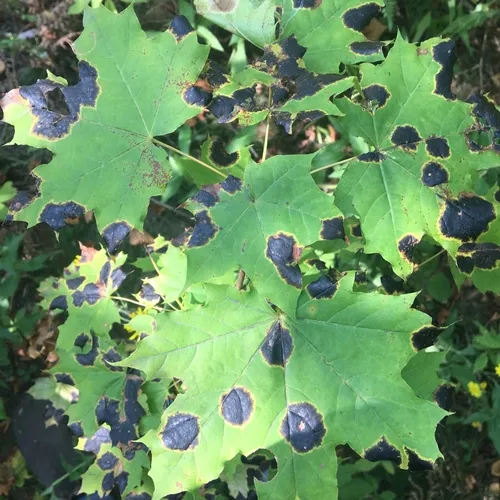 Black Tar Spot