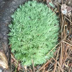 Pincushion Moss thumbnail 1
