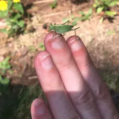 Oak Bush-cricket thumbnail 3