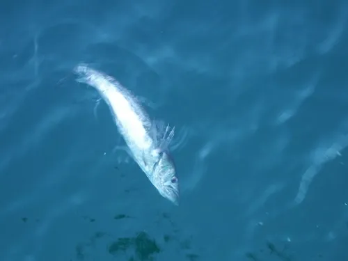 Pacific Hake