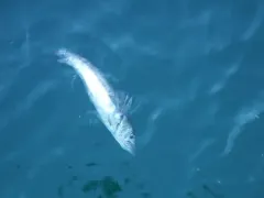 Pacific Hake thumbnail 1