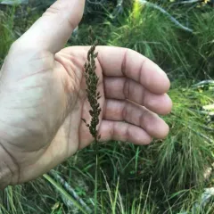 Blunt Mannagrass thumbnail 3