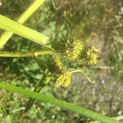 American bur-reed thumbnail 3