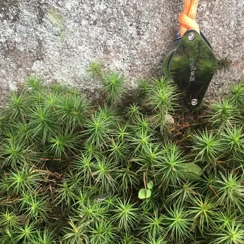 Common Haircap Moss
