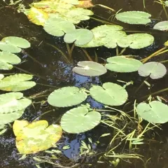 Variegated Yellow Pond-Lily thumbnail 4