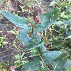Virginia marsh St. John's-wort thumbnail 4