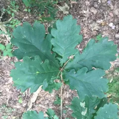 English oak thumbnail 2