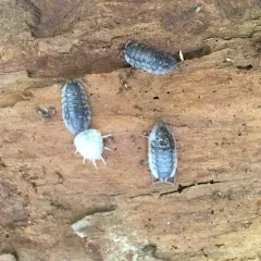 Common Shiny Woodlouse thumbnail 2