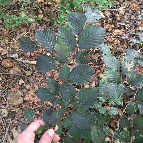 European beech
