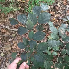 European beech thumbnail 1
