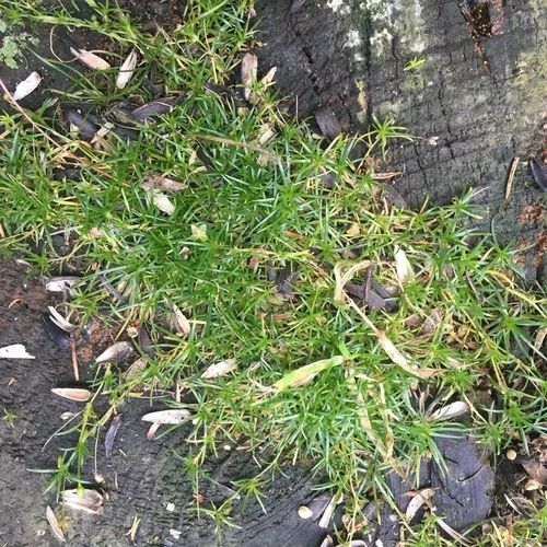 Procumbent Pearlwort