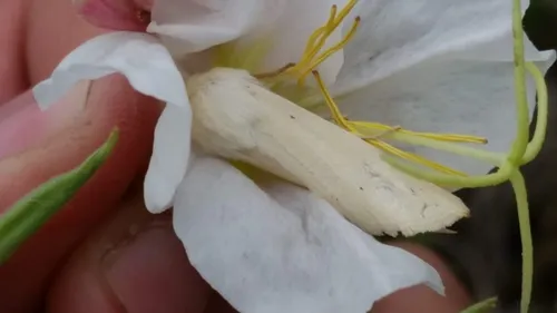 Pale Yellow Dune Moth